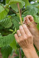 Tieing in new growth of the Raspberry 'Glen Magna' canes to the wire support
