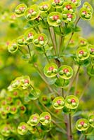Flowers of Euphorbia x martinii 'Helen Robinson' in Spring