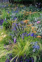 Late summer yellow, gold and blue mixed planting: Achillea, Agapanthus, Eryngium ,grasses, clipped low growing yew - The Bounce Back Foundation Garden, Untying the Knot