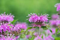 Monarda didyma 'Violet Queen' -  Bergamot flowers - July - Surrey