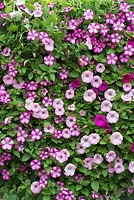 Petunia Crazytunia 'Mini Blast Rose' in Hanging wall planters - July - Surrey