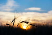 Hordeum Vulgare - Silhouette of Barley at sunset in the English countryside - July - Oxfordshire