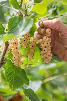 Harvesting fruit of Ribes rubrum 'Versailles'