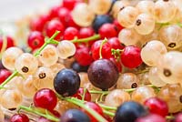 Harvested fruit of Ribes nigrum 'Ben Nevis', Ribes rubrum 'Jonkheer van Tets' and Ribes rubrum 'Versailles'