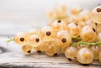 Harvested fruit of Ribes rubrum 'Versailles'