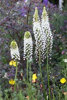 Eremurus himalayicus - The M and G Garden, Gold medal winner. RHS Chelsea Flower Show 2014

