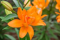 Lilium 'Tiny Double You' - Asiatic Lily
