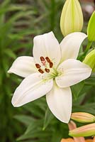 Lilium 'Eyeliner' - Longflorum Asiatic Lily