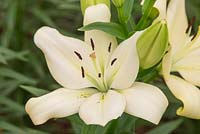 Lily 'Trebbiano' Longiflorum x Asiatic