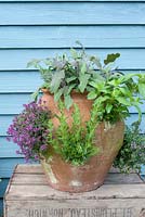 Herbs planted in a terracotta strawberry planter - inc Hyssop, thyme, salvia, rosemary and mint