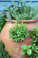 Herbs planteed in a terracotta strawberry planter - inc oregano; thyme; salvia; rosemary and mint