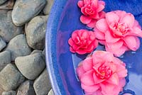 Pink Camellia flowers floating in water