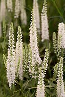 Veronica longifolia 'Charlotte'