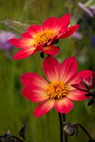 Dahlia 'Happy Single Flame'