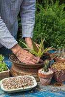 Planting Aloe in centre of wheel