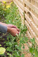 Tieing in Sweet pea to wooden trellis.