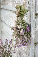 Tied bunch of thyme hanging up