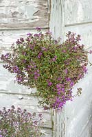 Thymus - Thyme in small wall heart shaped basket