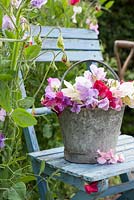 Lathyrus odoratus - Sweetpeas and Dahlias in bucket on chair in cutting garden