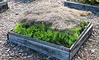 Lettuce in wooden raised bed with netting and straw protection