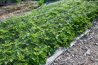Fragaria under netting for protection against pests