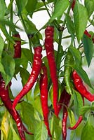 Capsicum - Chinese chili peppers  