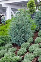 Chamaecyparis lawsoniana 'Pelt's Blue'