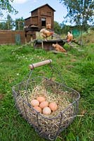 Home produced free range hens eggs