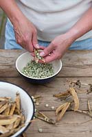 Saving seed, woman shelling dried pea pods for use next season.