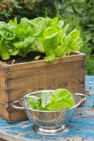 Harvest of Lettuce 'Little Gem'