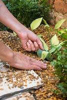 Lifting leaves of Hosta 'June' that became buried under gravel. 