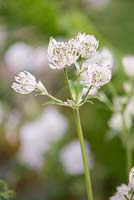 Astrantia major 'Snowstar'