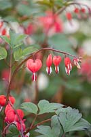 Lamprocapnos spectabilis 'Valentine'