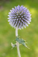 Echinops ritro