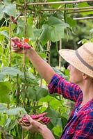 Woman harvesting Climbing Bean 'Borlotto Lingua di Fuoco' - Firetongue  