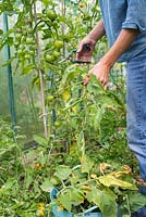 Removing leaves for tomatoes to ripen