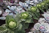 Different varieties of cabbage 'Serpentine', 'Red Jewel', 'Romanov', 'Kalibos' - RHS Hampton Court Flower show 2014 - Britain in Bloom 