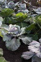 Different varieties of cabbage 'Red Jewel', 'Serpentine', 'Romanov', 'Kalibos' - RHS Hampton Court Flower show 2014 Britain in Bloom garden vegetable 