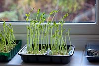 A recycled vegetable tray lined with several sheets of moist kitchen roll provides a good container for peas.