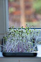 Cabbage microgreen. ‘Red Drumhead' and ‘Greyhound'