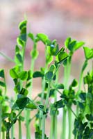 Microgreen Twindly Tendrils - Pea ‘Twinkle' 
