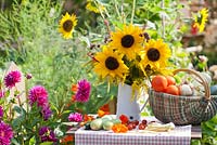 Bouquet of sunflowers and perennials Persicaria, Verbena bonariensis and Solidago in enamel jug with tomatoes in summer garden.