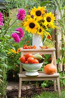 Displays of harvested vegetables and bouquet of sunflowers and perennials Persicaria, Verbena bonariensis and Solidago in enamel jug on ladder in summer garden.