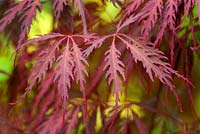 Acer palmatum dissectum 'Inaba shidare'