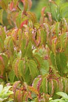 Stachyurus chinensis 'Celina' foliage.