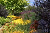 The Hot Garden' at RHS Rosemoor - Helenium 'Sahins Early Flowerer', Sambucus nigra f. 'porphyrophylla 'Eva', Solidago 'Goldenmosa', Molinia caerulea subsp. caerulea 'Edith Dudszus', Crocosmia 'Emberglow', Ulmus glabra 'Lutescens', Buddleja davidii Nanho Blue' and Verbena hastata