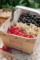 Ribes - Black, white and redcurrants harvested in punnets