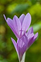 Crocus banaticus  