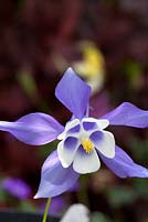 Aquilegia vulgaris 'Spring Magic Blue and White'