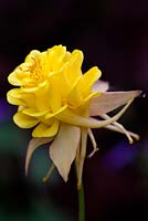 Aquilegia vulgaris touchwood seedling. 1508 blushed yellow double